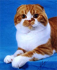 Британська висловуха кішка - порода досить специфічна і своєрідна