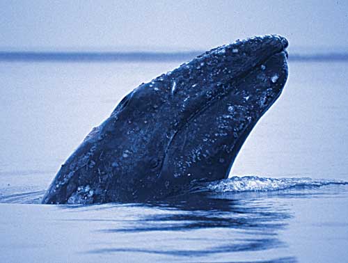 Будівництво третьої нафтової платформи в рамках проекту Сахалін-2 може поставити під загрозу популяцію червонокнижних сірих китів, повідомляє Всесвітній фонд дикої природи