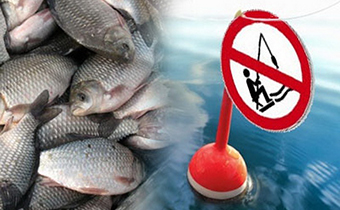 Відповідно до Правил рибальства Волзько-Каспійського рибогосподарського басейну, затвердженими наказом Міністерства сільського господарства Російської Федерації від 18