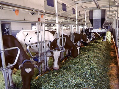 Найпоширенішою професією на тваринницьких фермах і комплексах молочного напряму є оператор тваринницьких комплексів та механізованих ферм, оператор машинного доїння